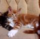 Котята и коты породы Мейн-кун из питомника